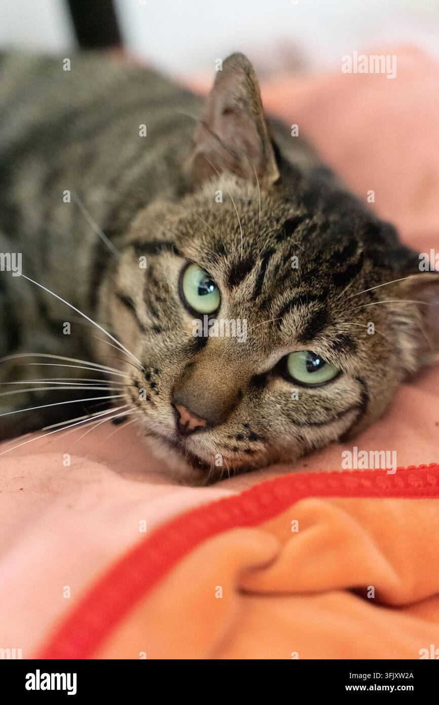 Close-up di un gatto tabby con occhi verdi su un morbido cuscino da interno Foto Stock