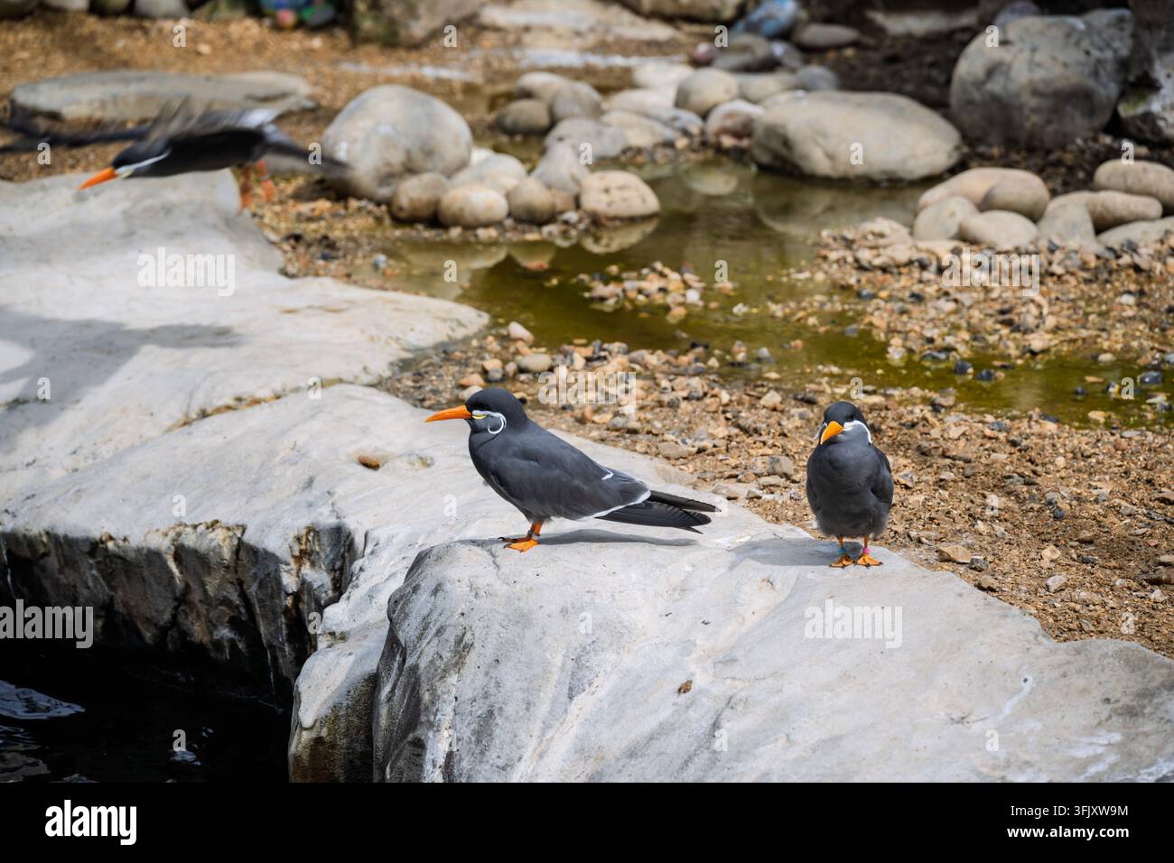 Due uccelli terno degli Inca con distintivi baffi bianchi appollaiati su una sporgenza rocciosa all'interno del loro recinto abitativo all'Oceanarium di Bournemouth, UK Foto Stock