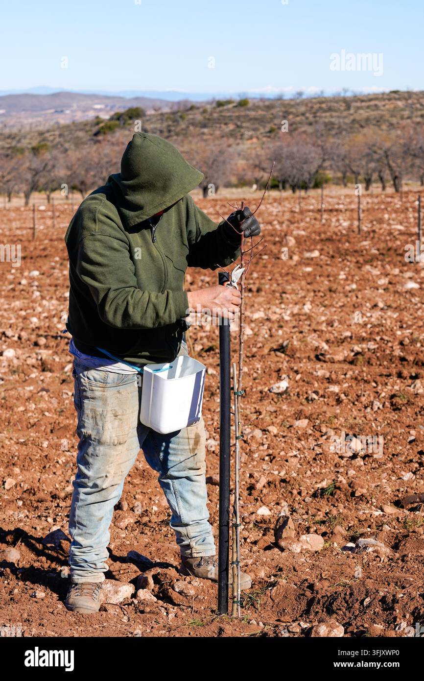 Contadino che pota un albero di mandorle, preparando gli alberi per una crescita e una resa futura in un frutteto rurale Foto Stock