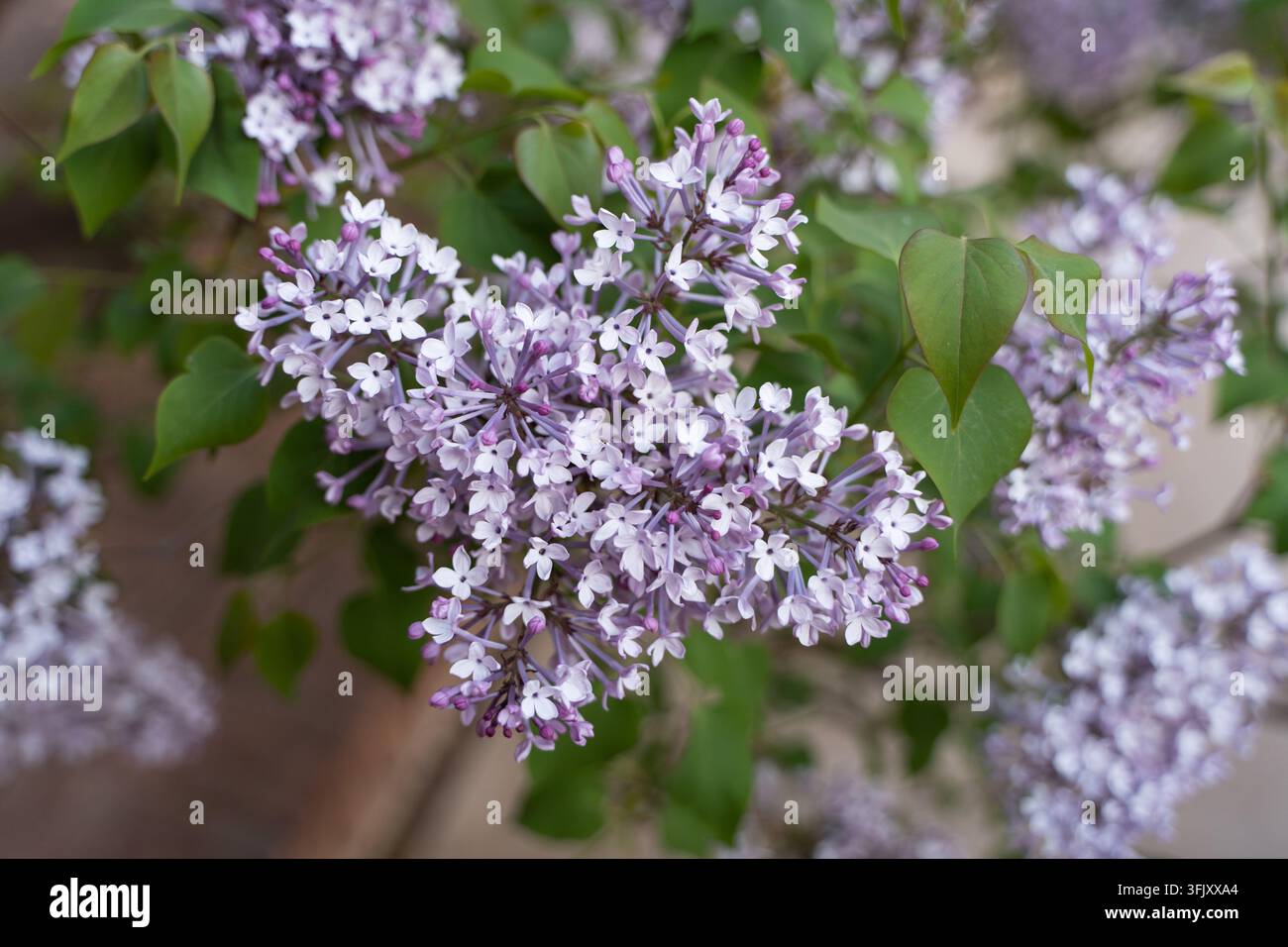 Macro primo piano di un grappolo di fiori di lilla con foglie verdi Foto Stock