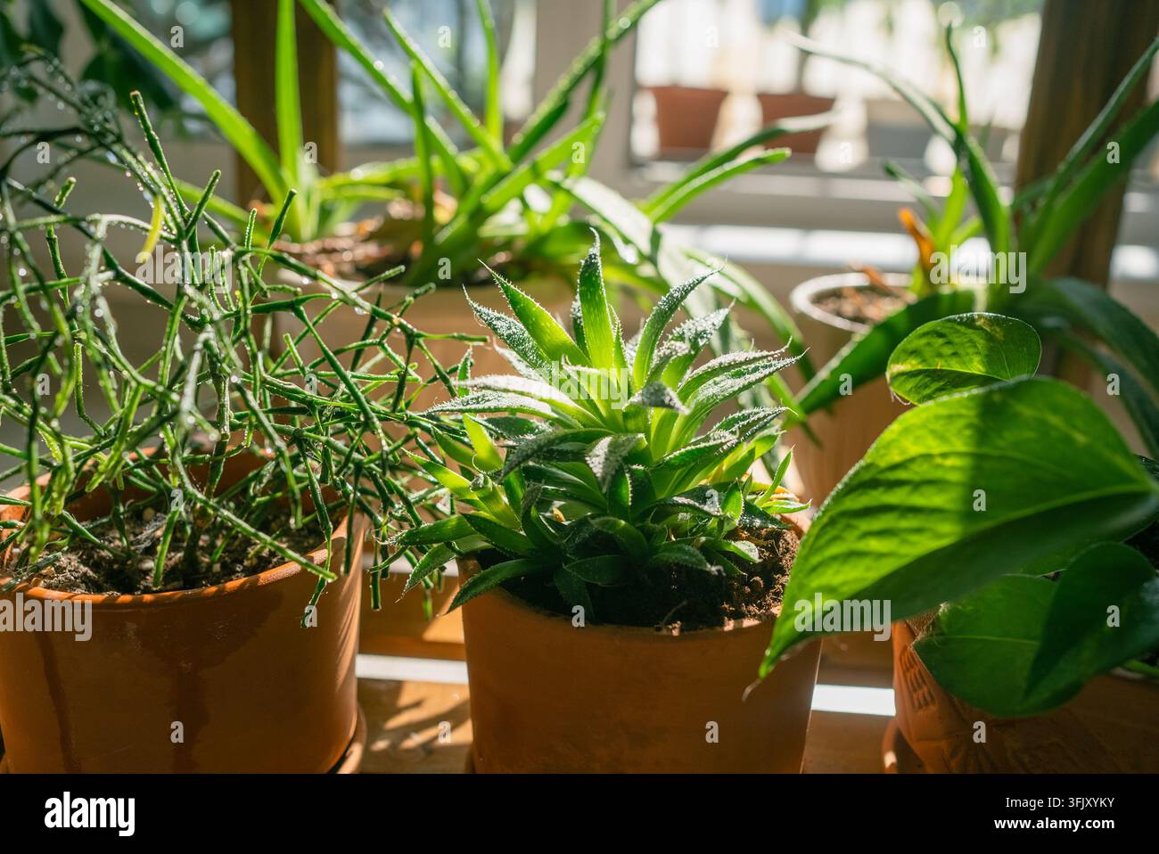 Varie piante d'appartamento, tra cui succulente, aloe e una rhipsalis, prosperano in vasi di terracotta su un davanzale soleggiato, illuminate da una luce naturale intensa e portando una vegetazione fresca all'interno Foto Stock