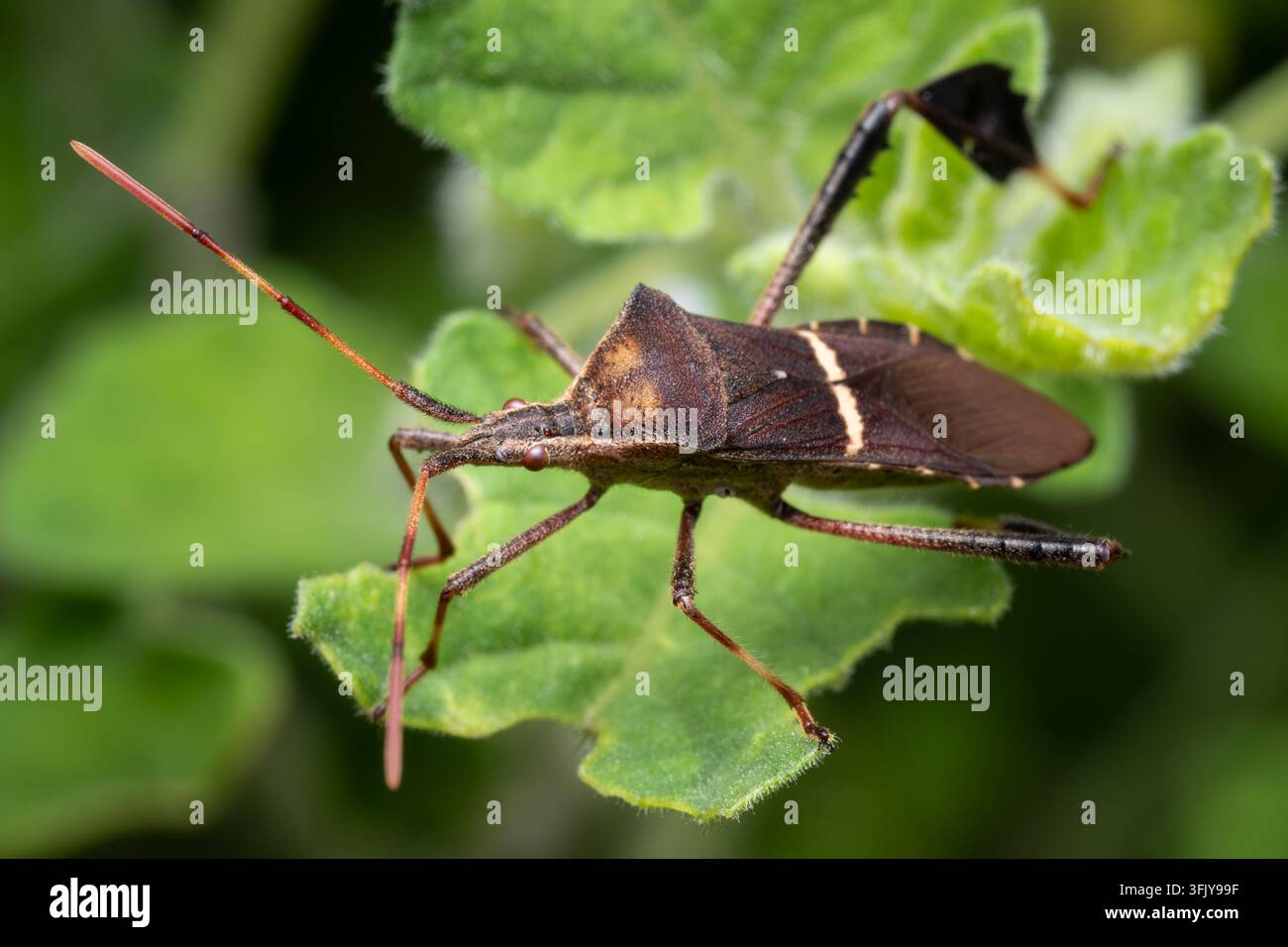 Insetto a zampe fogliose orientale (Leptoglossus phyllopus) in posa su una foglia., Raleigh, Carolina del Nord. Foto Stock