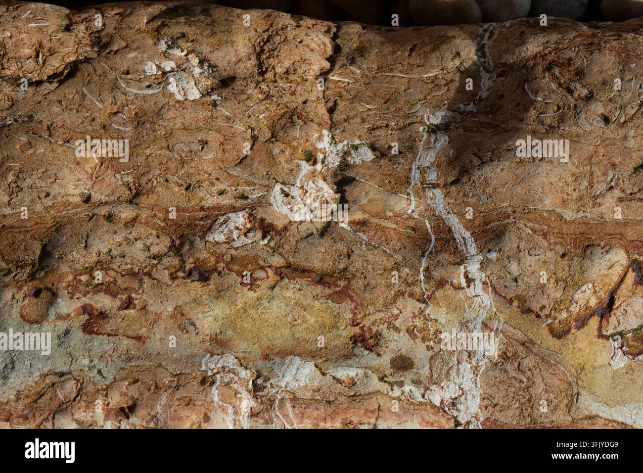 Antichi fossili incastonati nella roccia lungo la Costa Jurassica del Dorset, nel Regno Unito, che rivelano il passato preistorico della Terra. Foto Stock