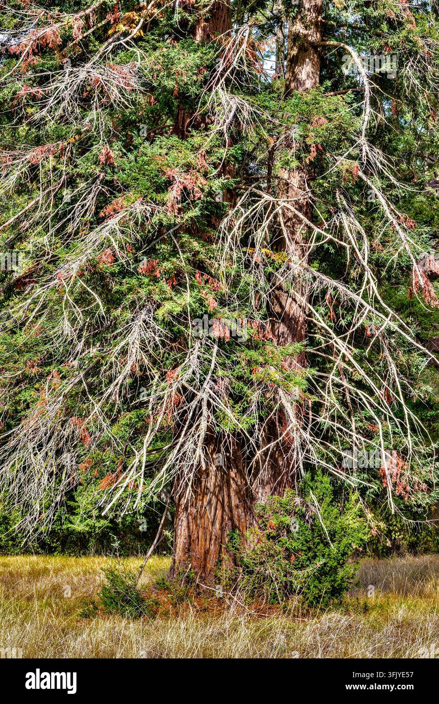 Albero alto di Redwood (Sequoia) con numerose ramificazioni morte a causa della siccità - Francia centrale. Foto Stock