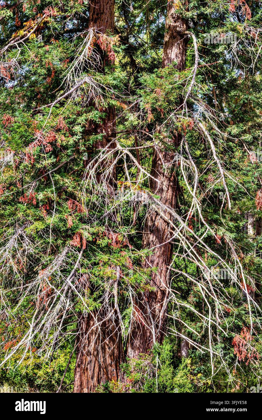Albero alto di Redwood (Sequoia) con numerose ramificazioni morte a causa della siccità - Francia centrale. Foto Stock