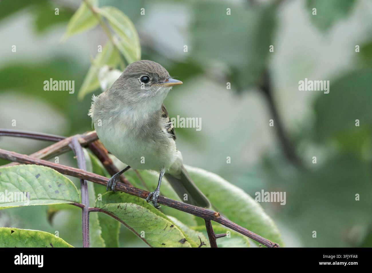 Mugolo comune, Empidonax alnorum, singolo uccello appollaiato su un cespuglio, Valdez, Alaska, USA Foto Stock