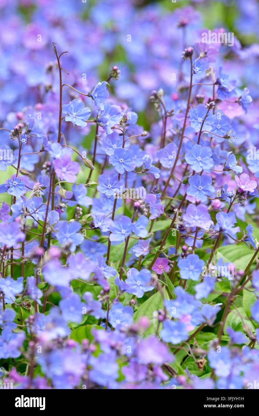Omphalodes cappadocica Cherry Ingram, omphalode cappadocia Cherry Ingram, foglie ovate sempreverdi, grappoli sciolti di fiori blu Foto Stock