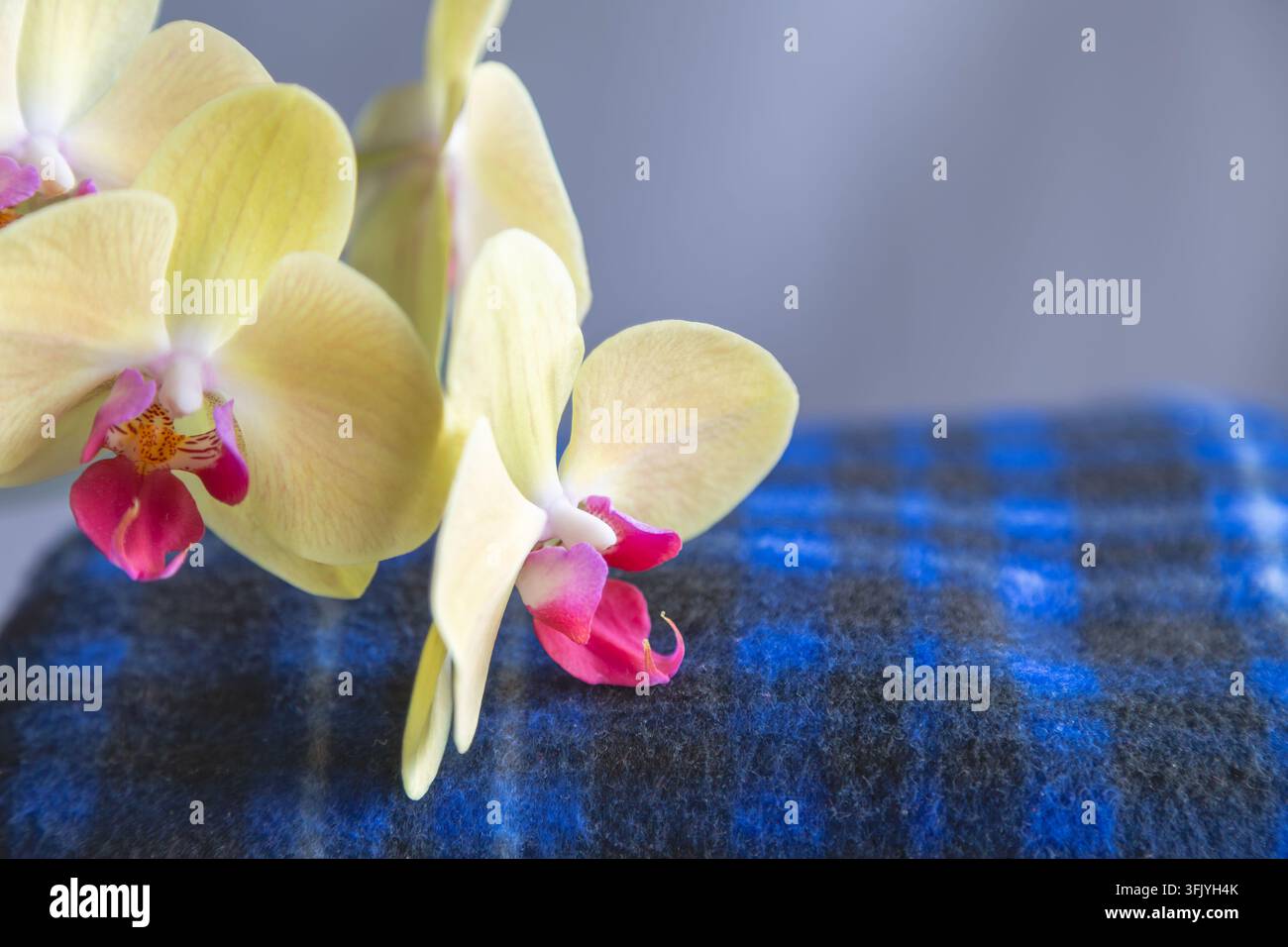 Ramino di orchidee gialle con centro fucsia su una morbida coperta di lana a scacchi blu scuro e nero. Foto Stock