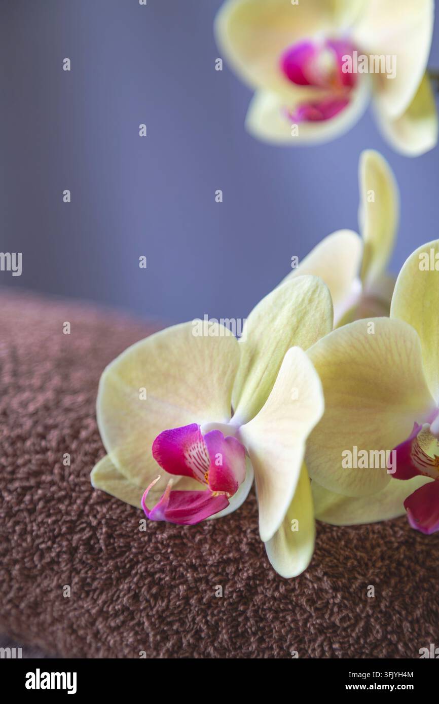 Composizione verticale di petali di orchidea phalaenopsis giallo brillante su un morbido asciugamano marrone in spugna. Foto Stock