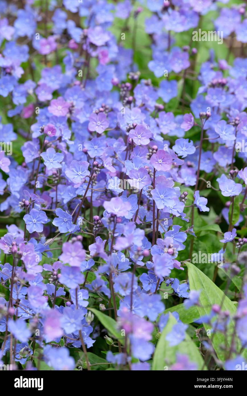 Omphalodes cappadocica Cherry Ingram, omphalode cappadocia Cherry Ingram, foglie ovate sempreverdi, grappoli sciolti di fiori blu Foto Stock