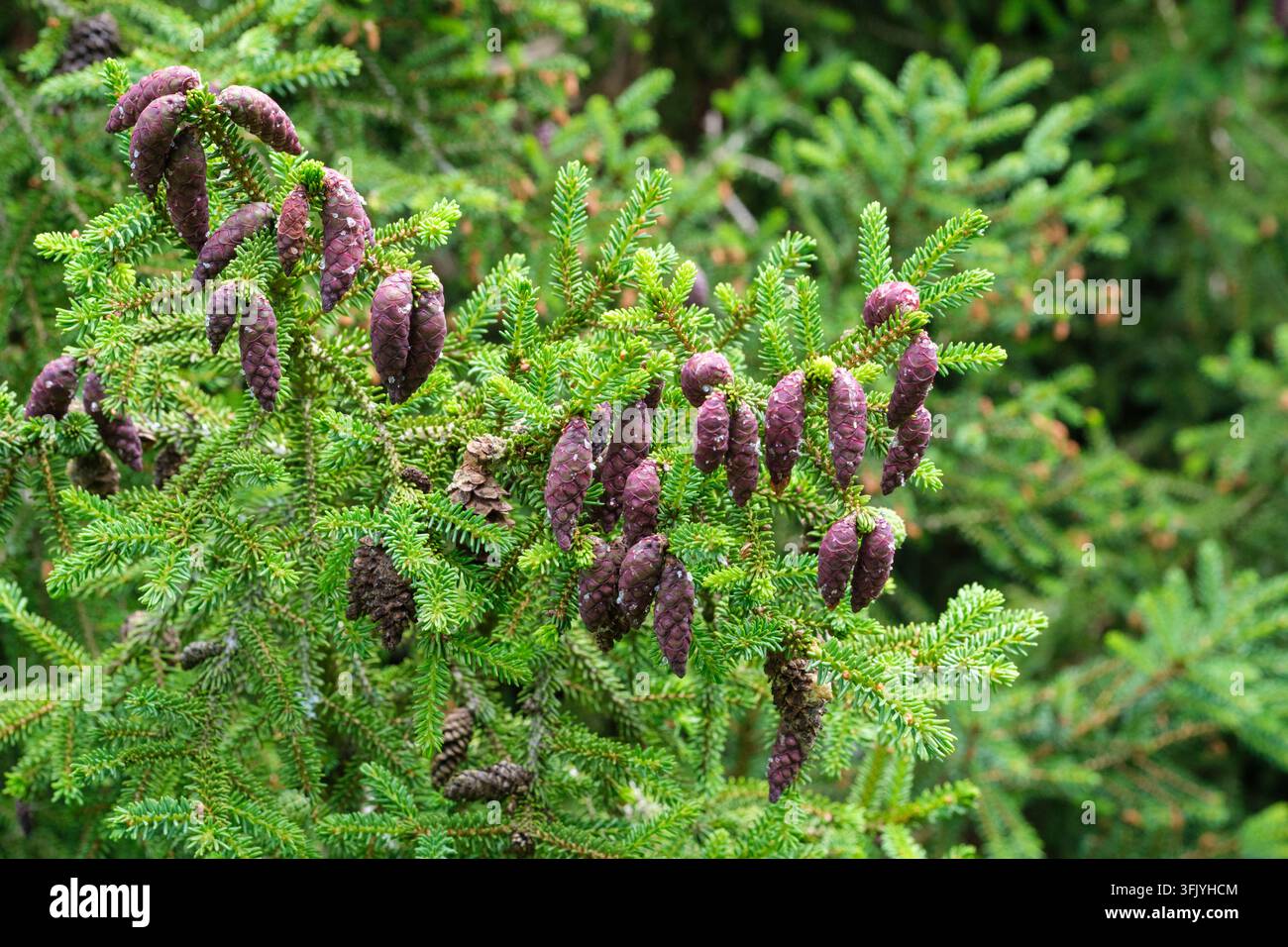Picea orientalis Gracilis, cultivar di abete orientale, giovani coni di semi cilindrici rosso-porpora Foto Stock
