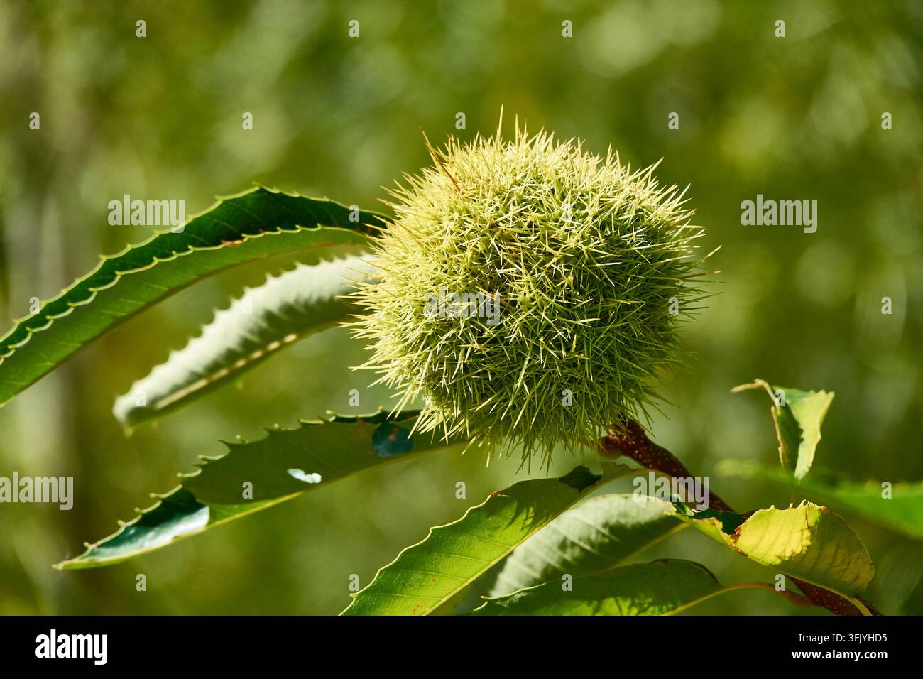Burrone di castagna verde su ramo con foglie seghettate in una foresta illuminata dal sole, primo piano Foto Stock
