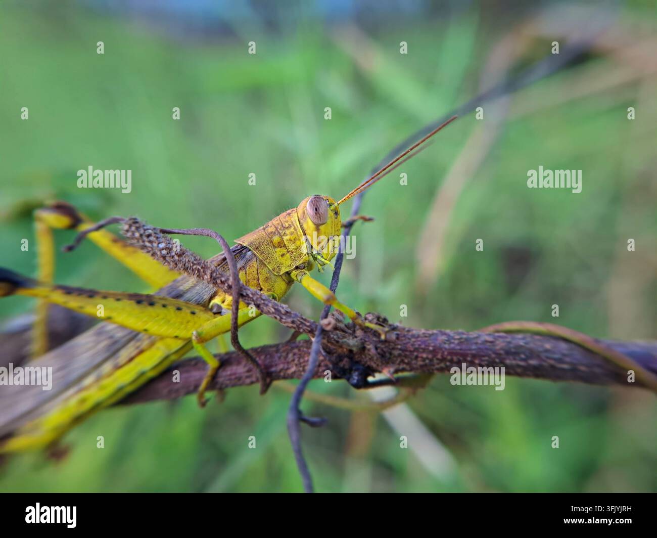 Vista macro di una grande cavalletta gialla appollaiata su una vite di legno secca contro un campo verde sfocato Foto Stock