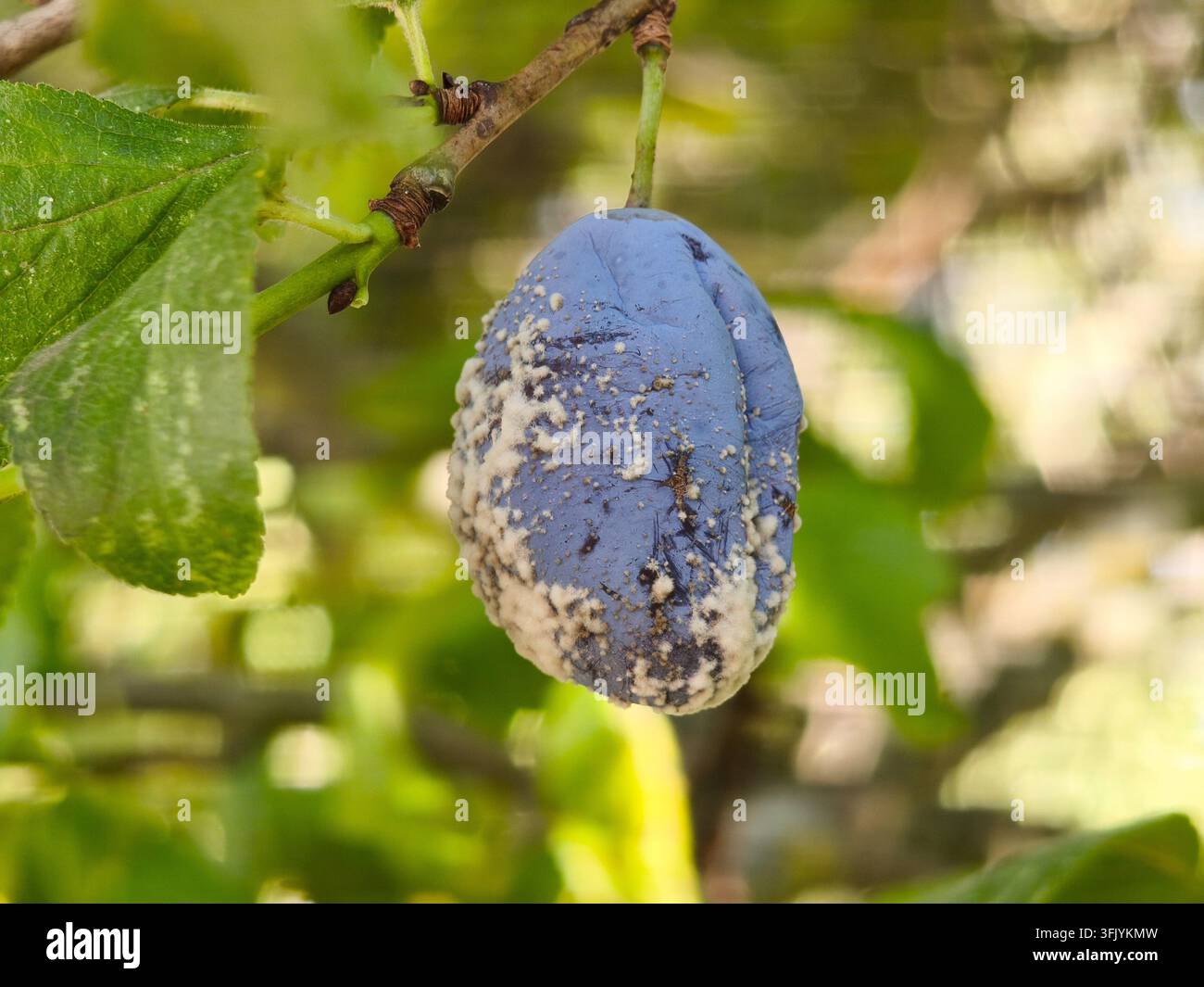 Frutto di prugna marcio con muffa sul ramo Foto Stock
