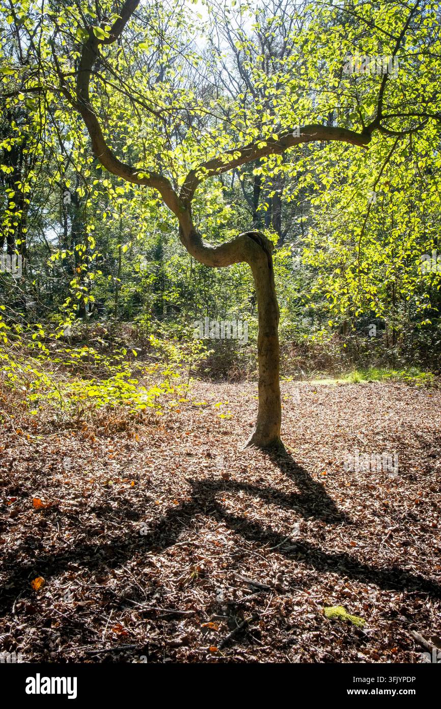 Un albero di faggio dalla forma strana proietta la sua ombra nella luce autunnale del sole nel bosco del Worcestershire, Inghilterra. Foto Stock