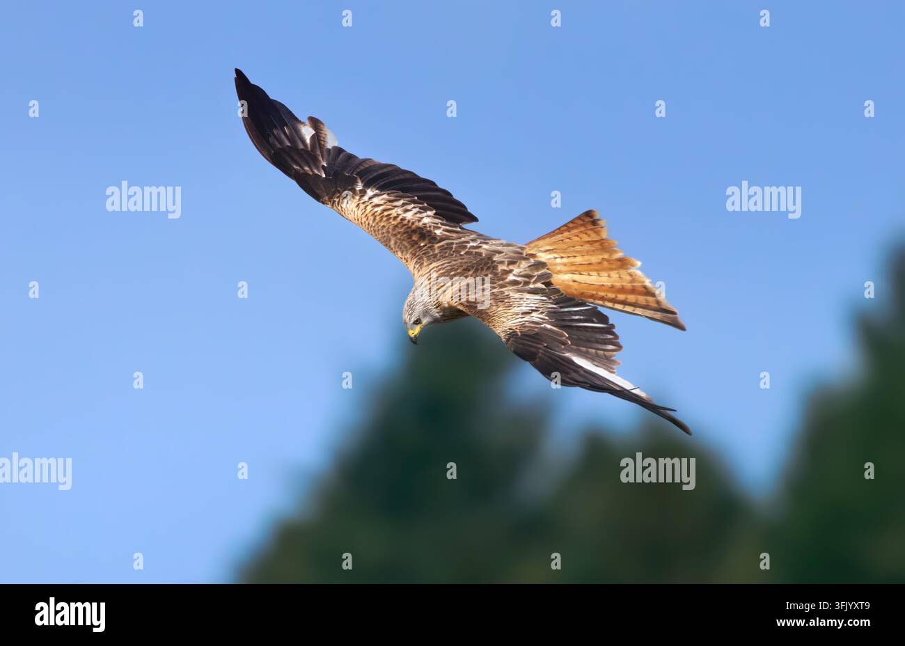 Nibbio rosso (Milvus milvus) in volo di ricerca del cibo contro il cielo blu con alberi Foto Stock