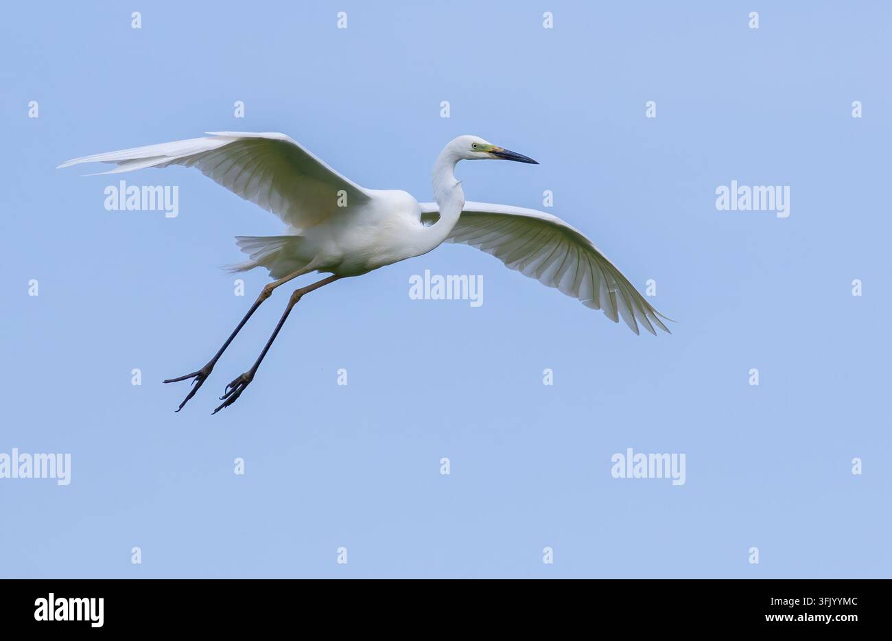 Airone cenerino, Ardea alba. Un uccello vola contro un cielo blu Foto Stock