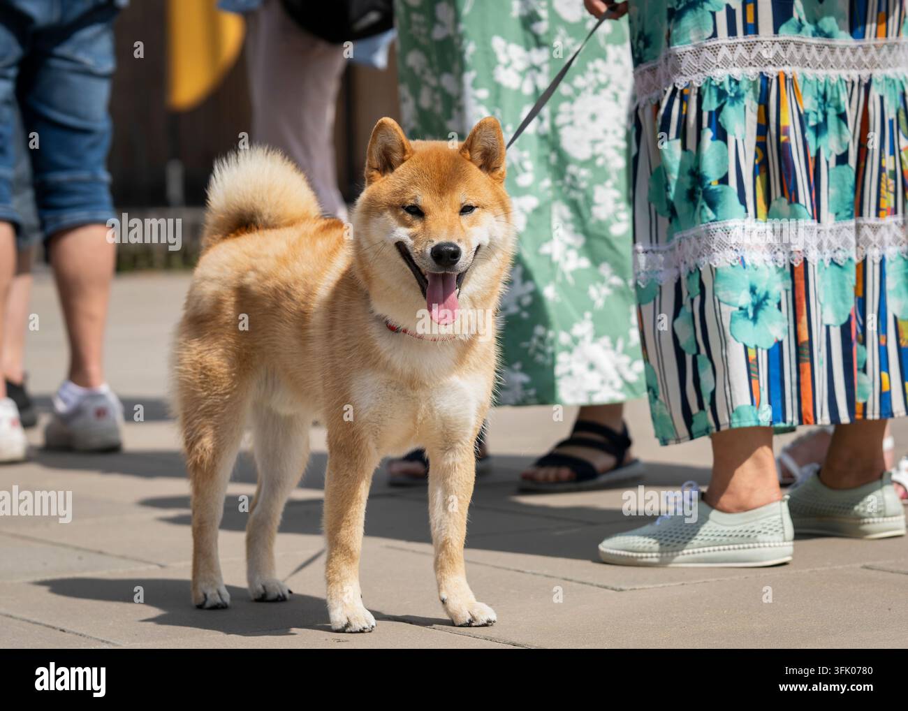 Shiba Inu, una razza canina giapponese, in piedi allegramente su un marciapiede urbano soleggiato durante una gita estiva. Il cane compatto ha un mantello rosso caratteristico. Foto Stock