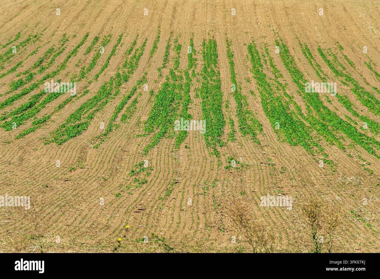 File di piccole piante che germogliano sul terreno agricolo Foto Stock