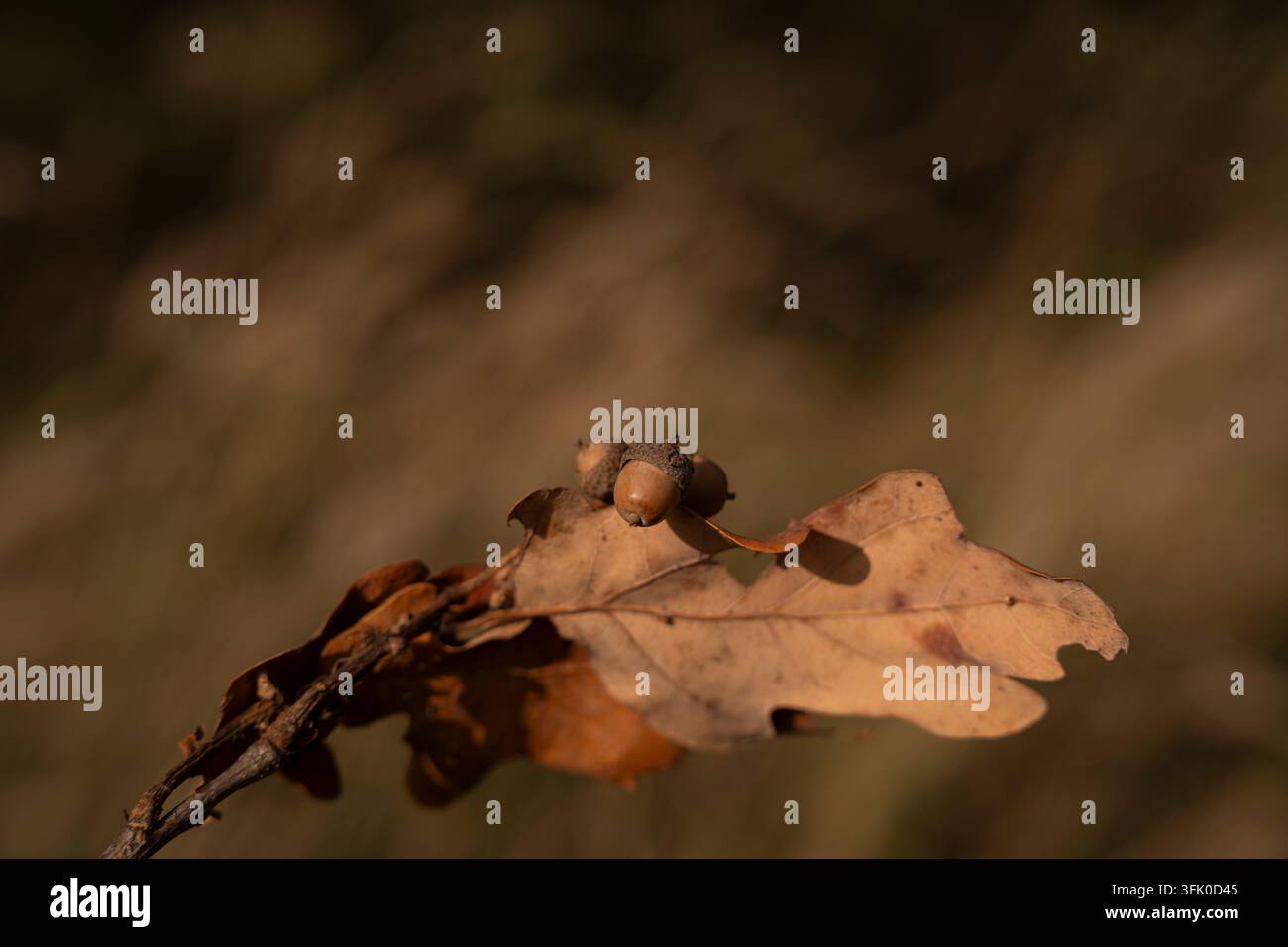 Piccole ghiande appoggiate su una foglia di quercia secca in autunno Foto Stock