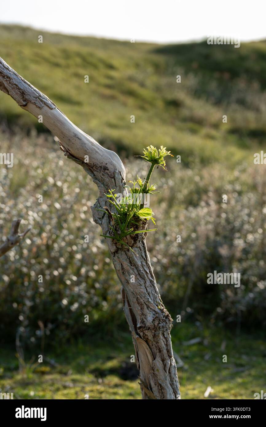 Pianta verde resiliente che sboccia dal legno galleggiante screpolato nella luce dorata della costa, ideale per temi di rinnovamento e natura. Foto Stock