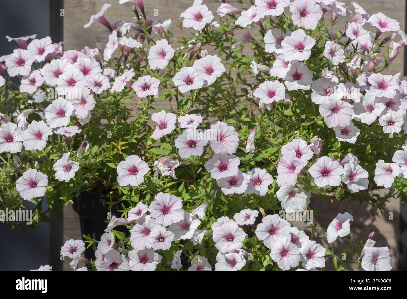 Fiori di petunia bianchi e rosa pallido con centri rosa scuro che fioriscono densamente tra il fogliame verde. Foto Stock