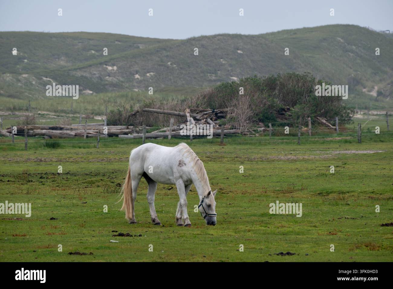 Sereno cavallo bianco che pascola su un rigoglioso pascolo costiero a Norderney, Nordsee, con dune di sabbia e cielo nuvoloso, ideale per contenuti naturali e di viaggio. Foto Stock