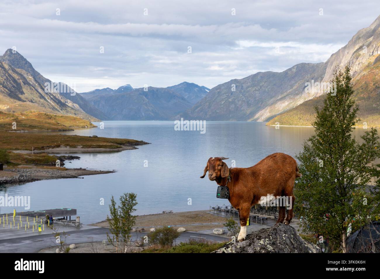 Capra libera con collare virtuale per recinzione al lago Gjende, Norvegia Foto Stock