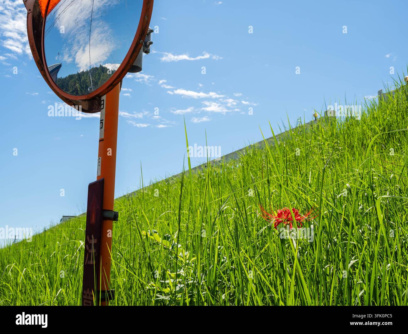 Gigli rossi a forma di ragno in fiore accanto a uno specchietto stradale sull'argine del fiume Tenryu a Kaminobe, Iwata, Shizuoka, Giappone, il 22 settembre 2026. Foto Stock