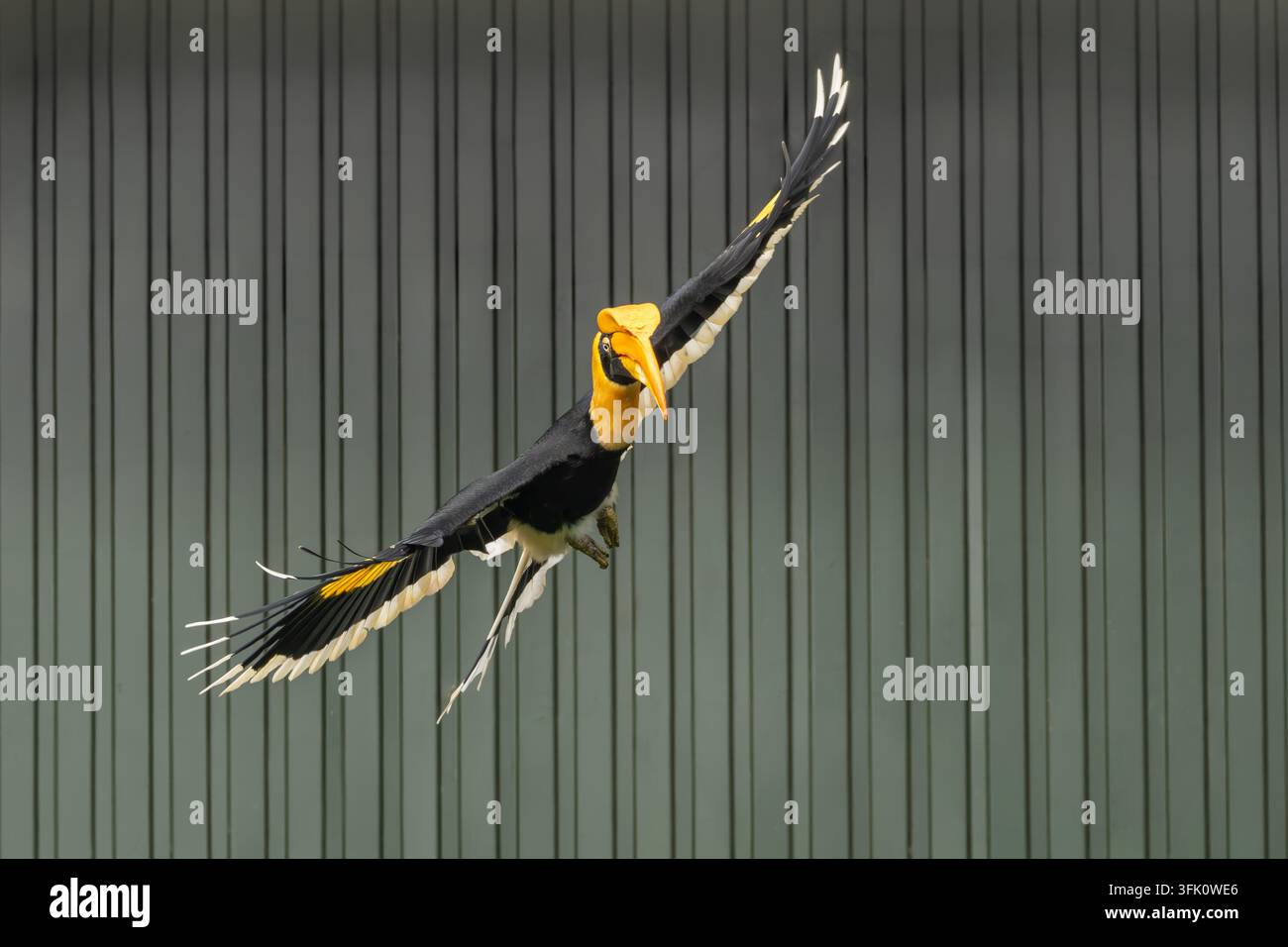 Cacatua dal becco grande Buceros bicornis Foto Stock