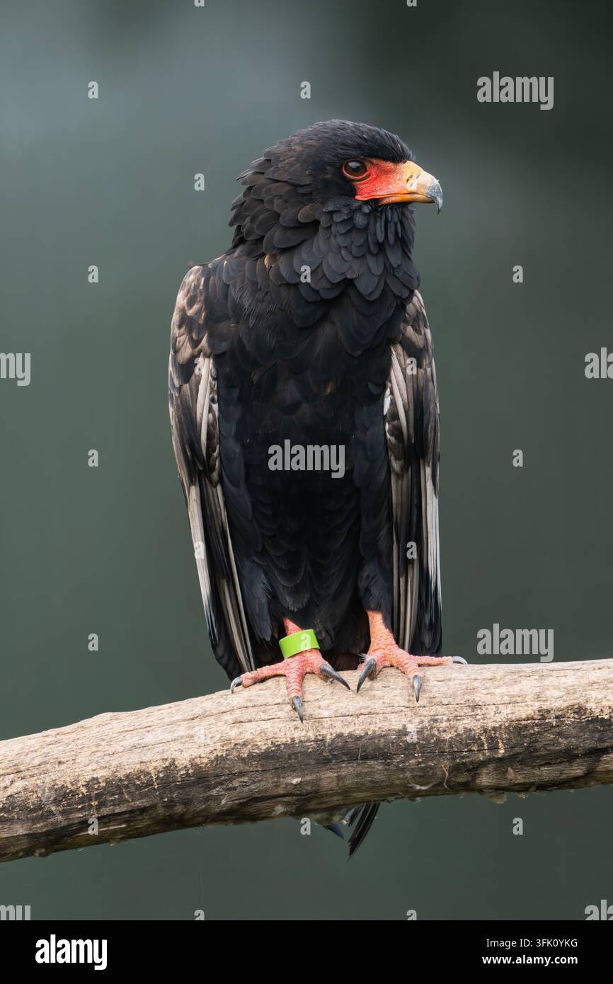 , Bateleur terathopius ecaudatus Foto Stock