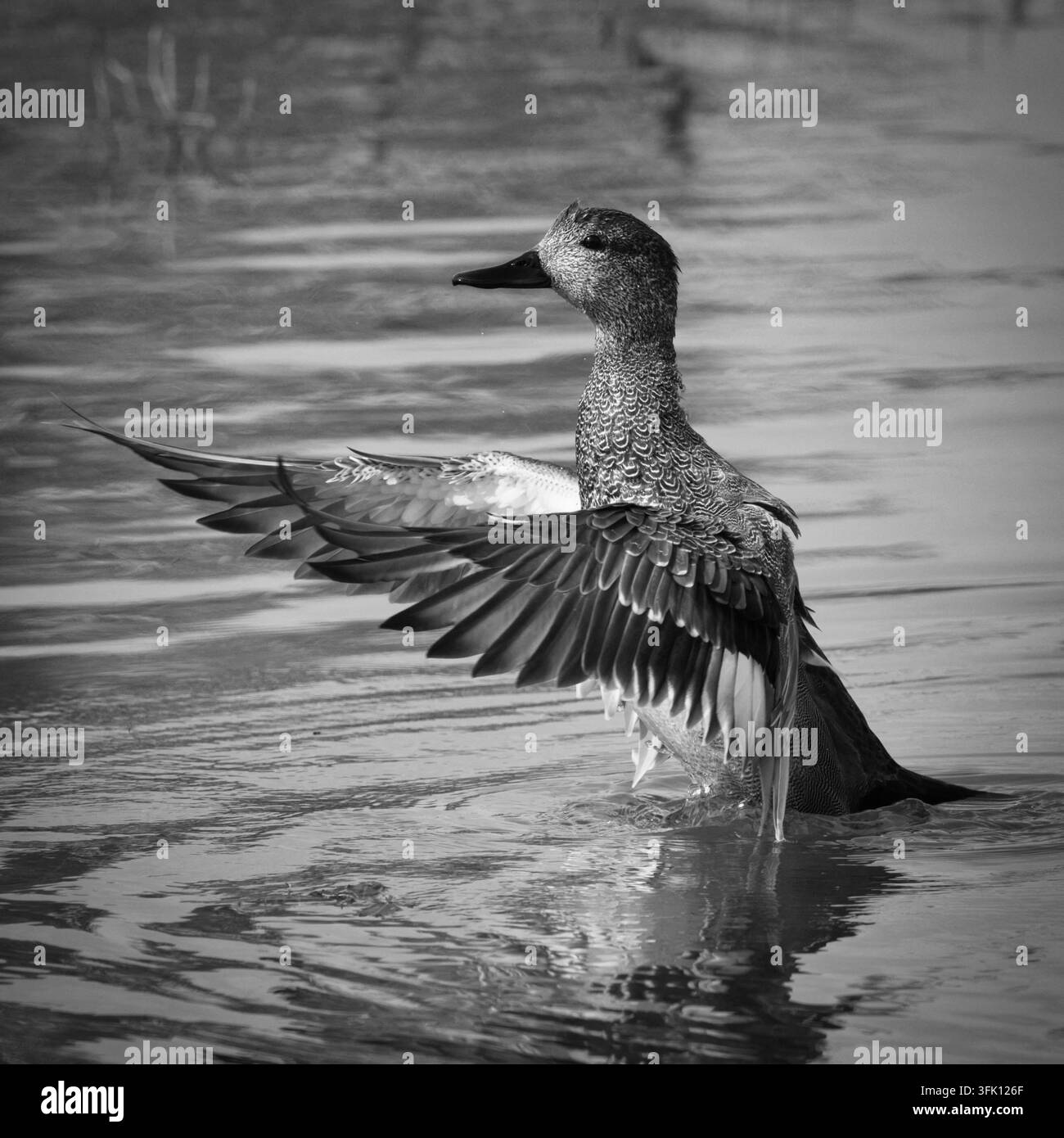 Anatra moriglione che allunga le ali in avanti sull'acqua in monocromo, catturata alla luce naturale del giorno a Rutland Water, Inghilterra. Foto Stock