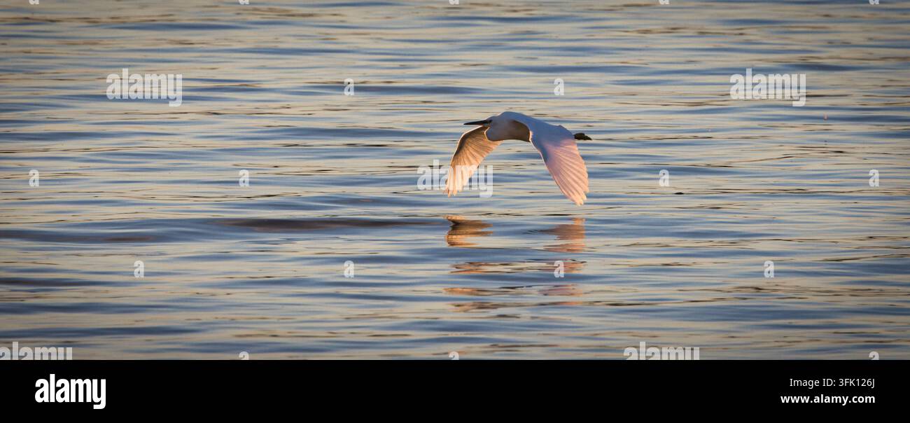 Gabbiano che vola basso sull'acqua calma nella calda luce serale a Rutland Water, Inghilterra, catturato alla luce naturale del giorno. Foto Stock