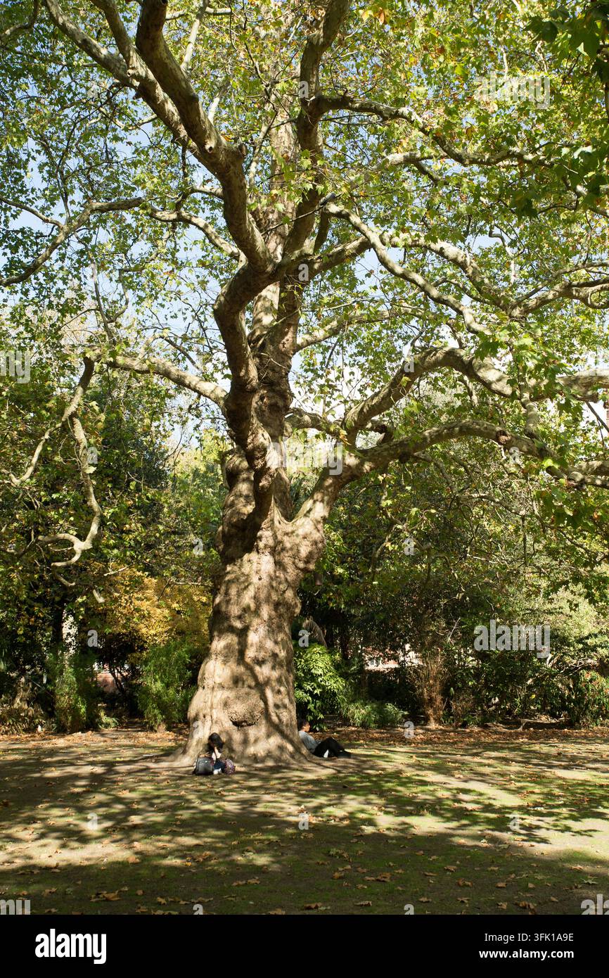 alberi Lincoln's Inn Fields Holborn Londra Foto Stock