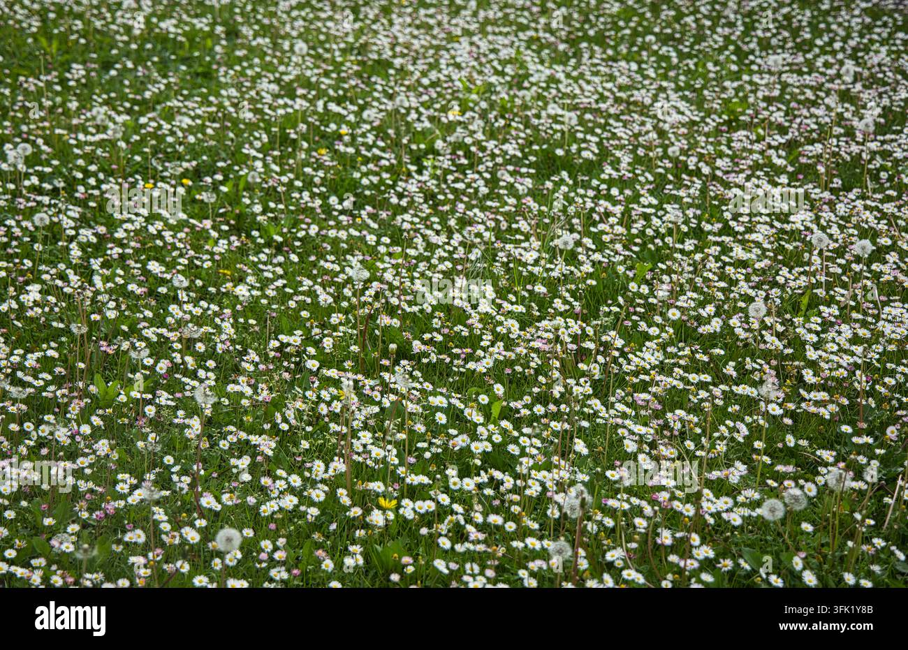 Prato di fiori selvatici in Catalogna, Spagna Foto Stock