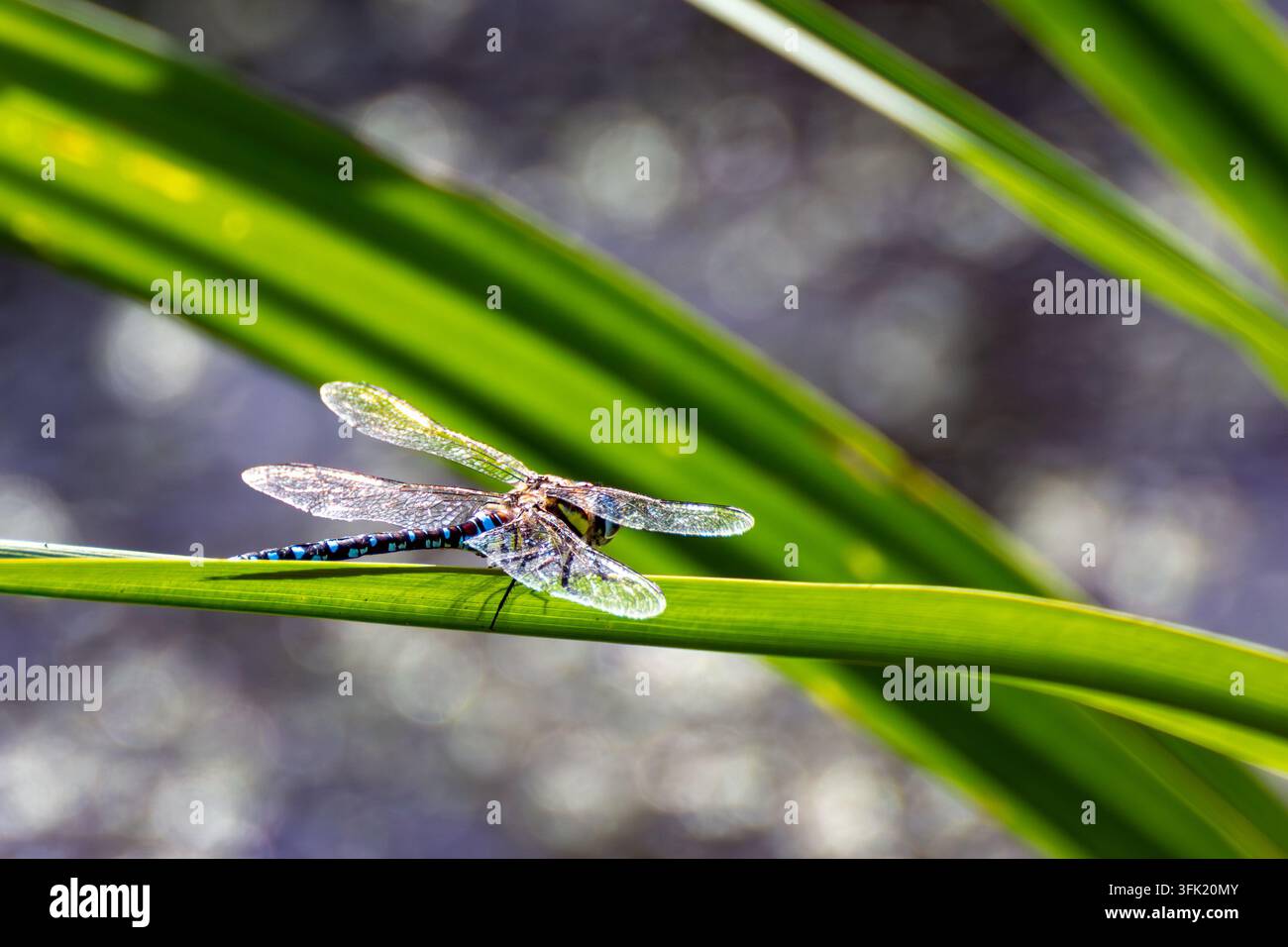 Libellula hawker del sud Aeshna cyanea appollaiata su una foglia verde a Magor Marsh, Monmouthshire, Galles Foto Stock