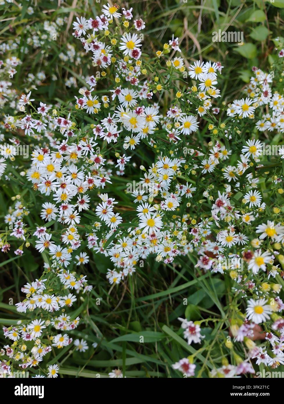 Un ammasso fitto di fiori selvatici di aster calico (Symphyotrichum lateriflorum) che fioriscono splendidamente in un campo del Massachusetts Foto Stock