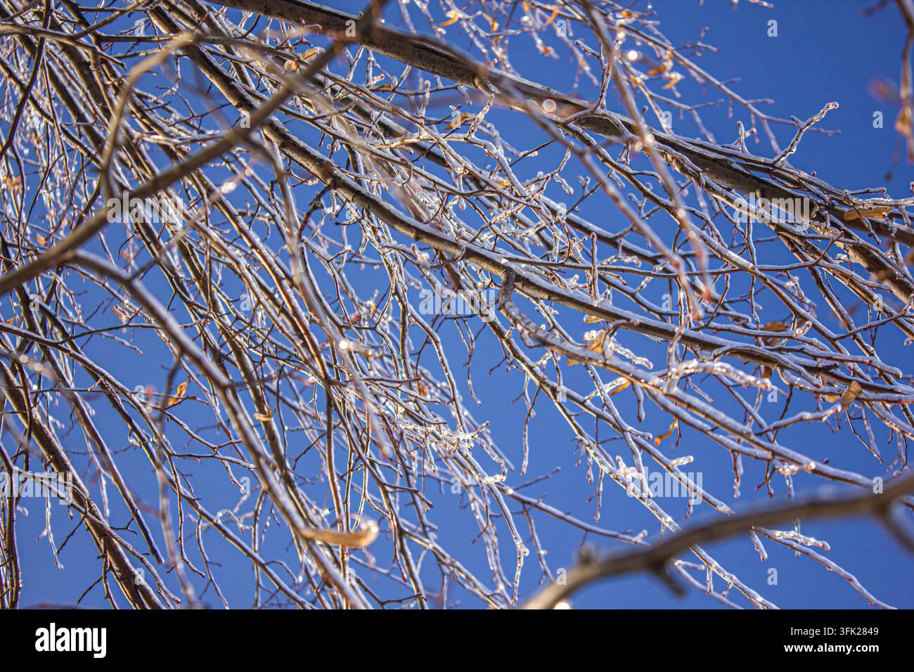 Rami di alberi congelati ricoperti da una crosta di ghiaccio contro un cielo blu chiaro in inverno, sfondo naturale in condizioni meteorologiche fredde. Foto Stock