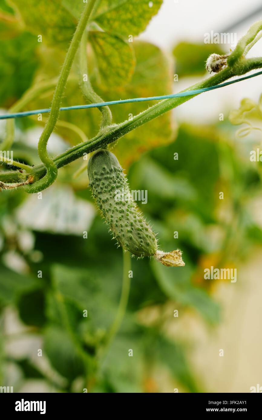 Cetriolo che cresce su una vite in serra Foto Stock