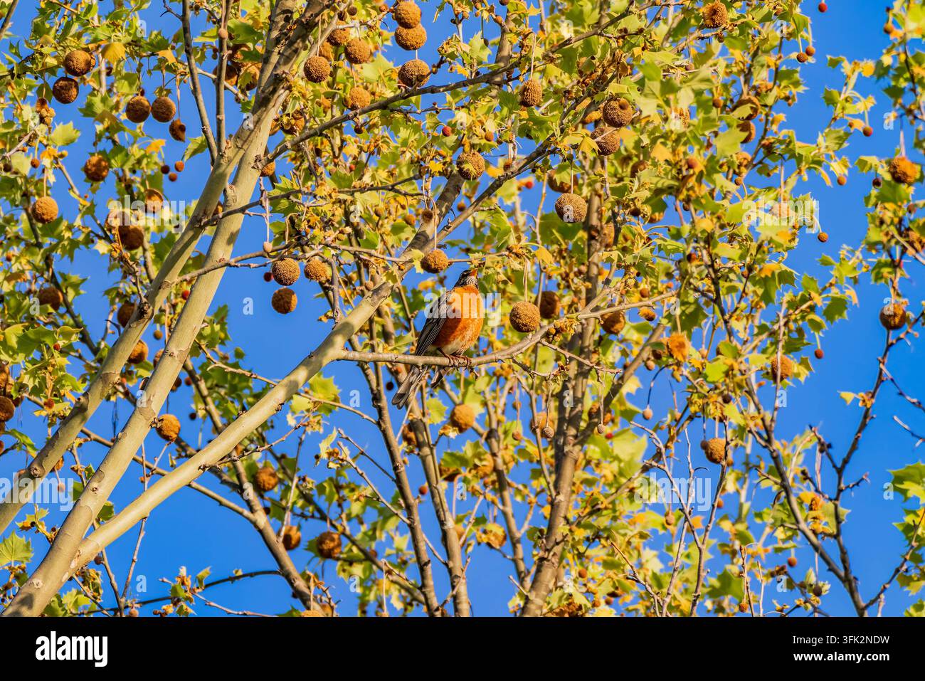 Un piccolo uccello arancione si siede tranquillamente su un ramo sottile tra foglie dorate e capsule di semi sotto un cielo blu terso. Foto Stock