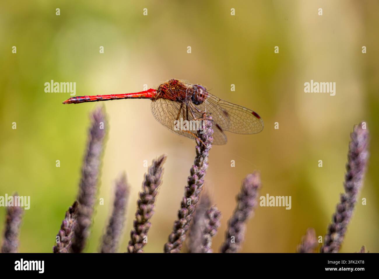 Libellula rossa vibrante appollaiata su fiori selvatici viola alla luce del sole, con una delicata ragnatela visibile e uno sfondo verde sfocato in modo morbido. Foto Stock