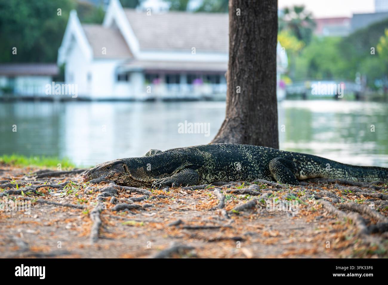 Grande varano d'acqua che giace tranquillamente sul terreno sotto un albero accanto a un lago nel parco Lumpini, Bangkok. Foto Stock