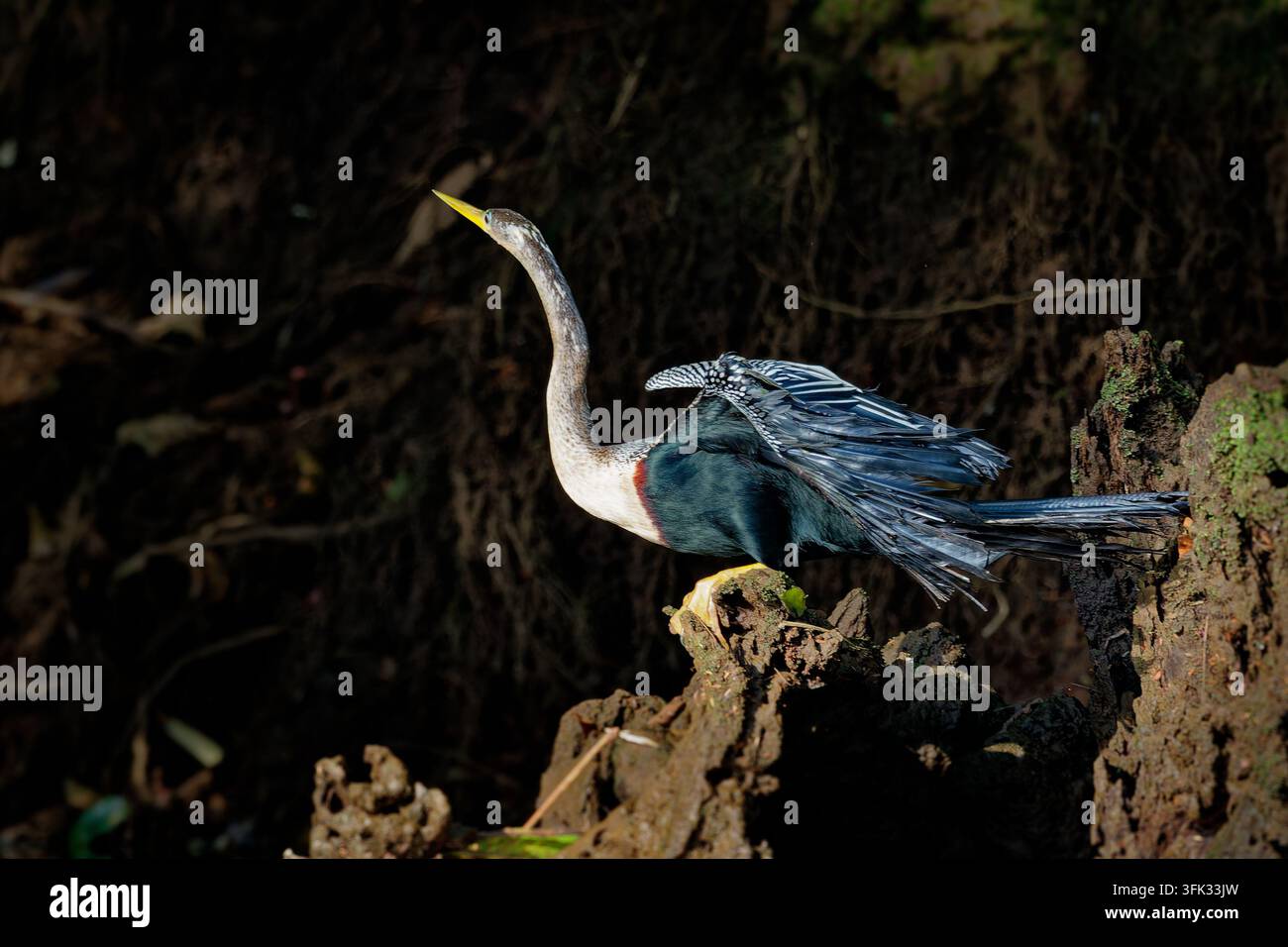Anhinga, Anhinga anhinga, chiamato anche Dartiere americano o Uccello serpente, appollaiato su un ceppo d'albero ad asciugare le ali spiegate, becco lungo e giallo, fauna delle zone umide di t Foto Stock