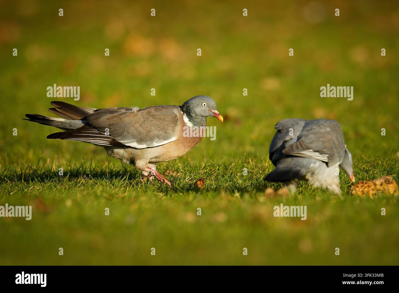 Due palle di legno comuni, Columba palumbus, che si nutrono insieme di noci cadute nell'erba verde, coppia di ricerca sociale, luce dell'ora dorata, scenario di giardino autunnale Foto Stock