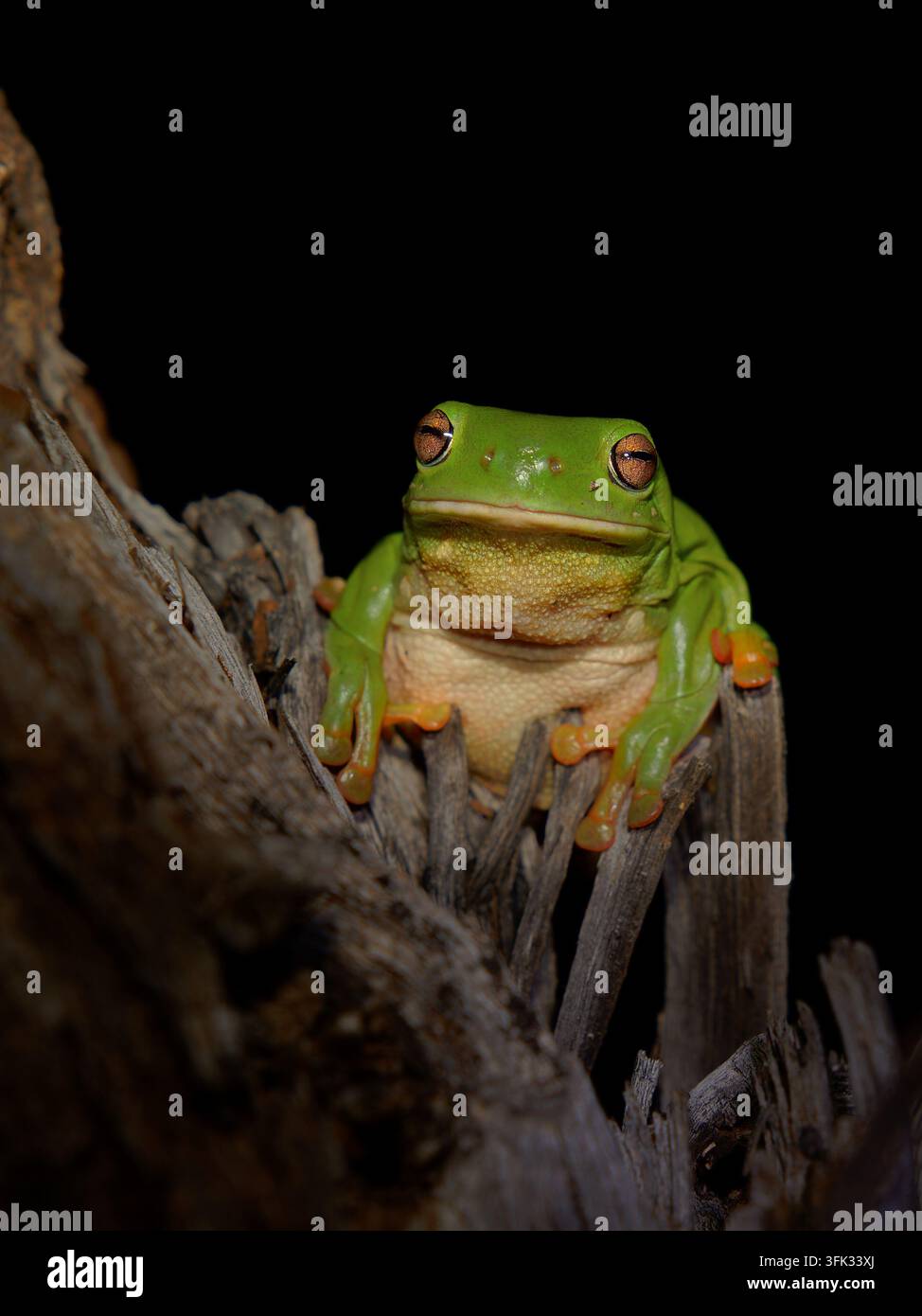 Rana arborea verde australiana Ranoidea caerulea, anche nota come rana arborea di White, ritratto frontale, corpo paffuto, ventre color crema, occhi dorati, appollaiata in una cavità Foto Stock