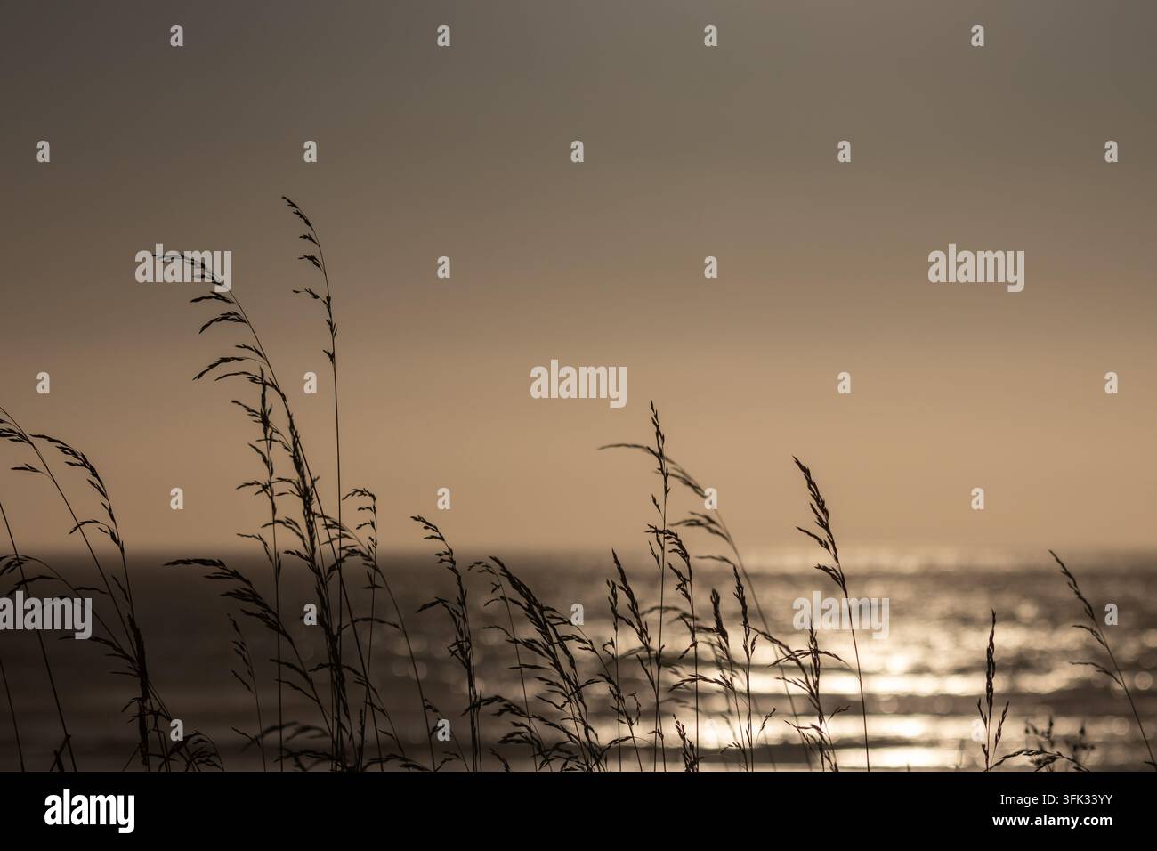Immagine di erba alta in primo piano con un oceano sfocato sullo sfondo. Foto Stock