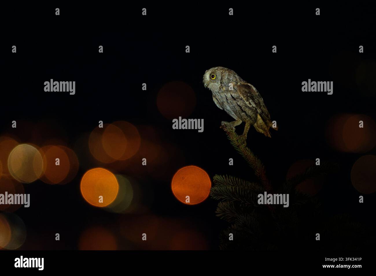 Goffio europeo Otus scops appollaiato su un ramo di abete nella notte, occhi gialli, piumaggio criptico grigio-marrone, sfondo bokeh luminoso colorato della città, notturno Foto Stock