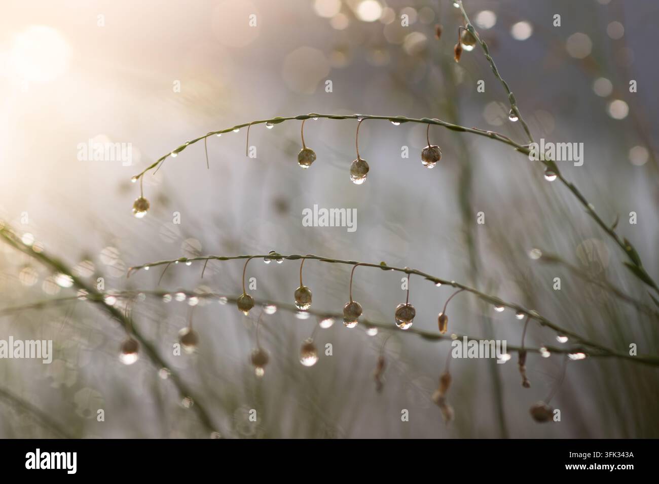 Immagine ravvicinata di erba alta e vegetazione bagnata al sole del mattino Foto Stock