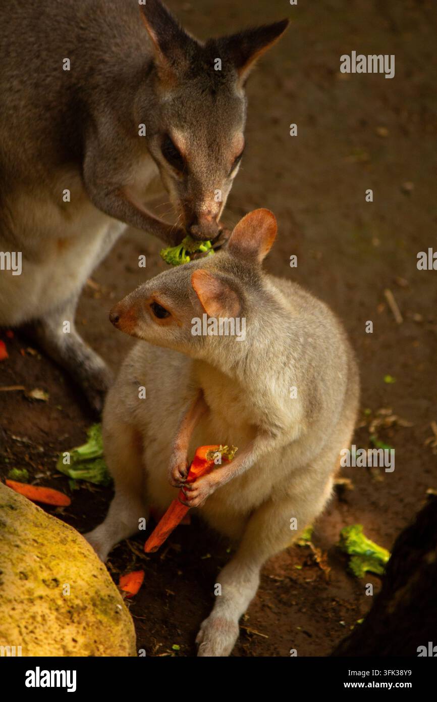 Due wallaby carini che mangiano carote e verdure fresche per terra nello zoo Foto Stock