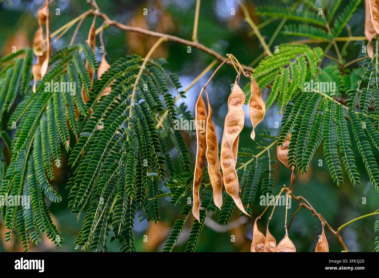 Bacche dorate pendono da rami verdi rigogliosi. Uno sfondo leggermente sfocato enfatizza la bellezza naturale. Il fogliame ondeggia dolcemente, mostrando una crescita pacifica. Ideale Foto Stock